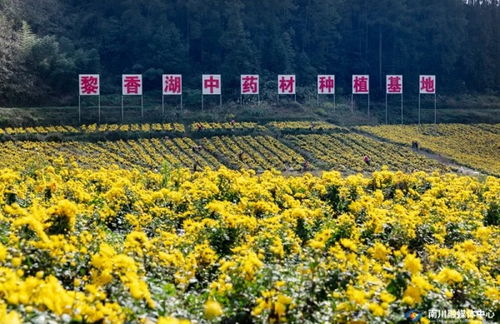 點草成金，融智興業——看南川中醫藥科技新生與產業蝶變