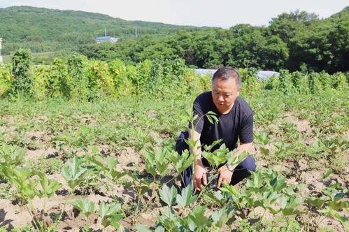 科技賦能，良方增效 通化市以技術咨詢驅動中藥材產業高質量發展