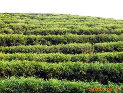 湖南省吉祥天生物科技 綠茶產(chǎn)品矩陣與中草藥科技領(lǐng)域的專業(yè)咨詢服務(wù)